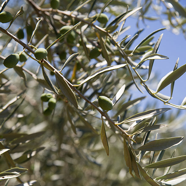 smart olive farm